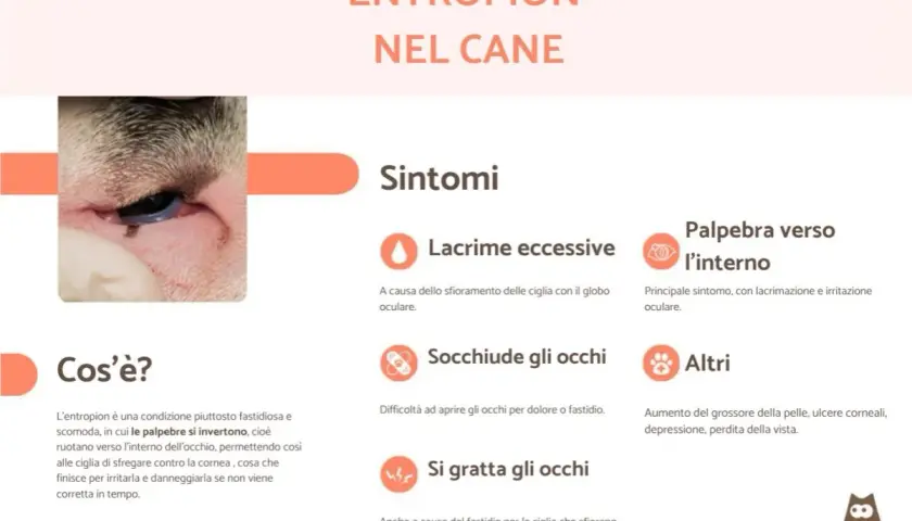 Occhio di cane con entropion, dove le palpebre si rivolgono verso l'interno causando irritazione.