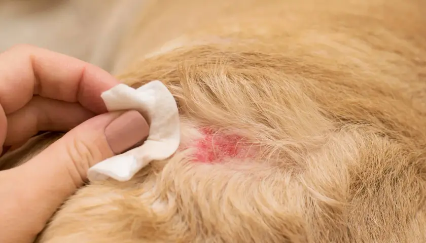 Mano pulisce una zona arrossata sul pelo di un cane, forse causata da mosche o irritazione.