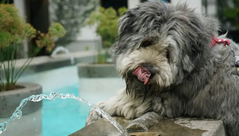 Cane con pelo grigio vicino a una fontana, leccandosi le labbra. Potrebbe essere un segno di cane disidratato, sintomi da non sottovalutare.