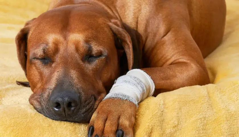 Cane marrone riposa con zampa fasciata, in attesa del tempo di cicatrizzazione della ferita.