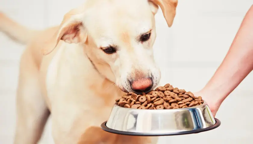 Un cane obeso annusa con avidità una ciotola piena di croccantini, tenuta da una mano.