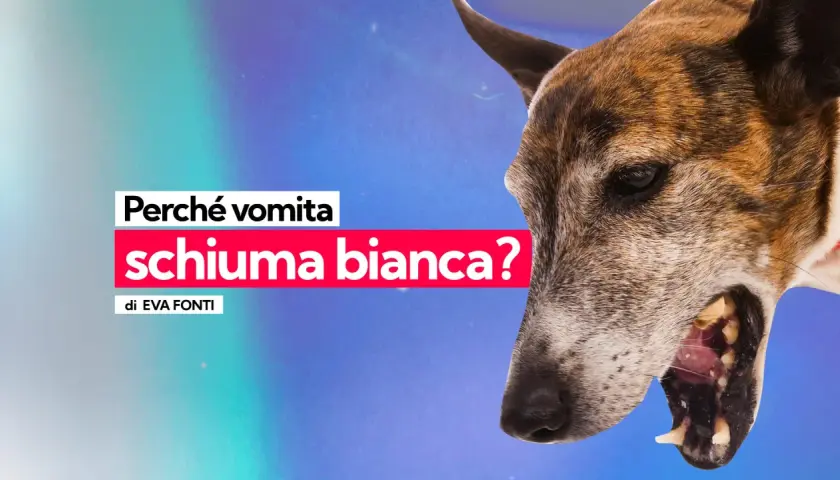 Un cane vomita schiuma bianca, un sintomo preoccupante che potrebbe indicare avvelenamento.