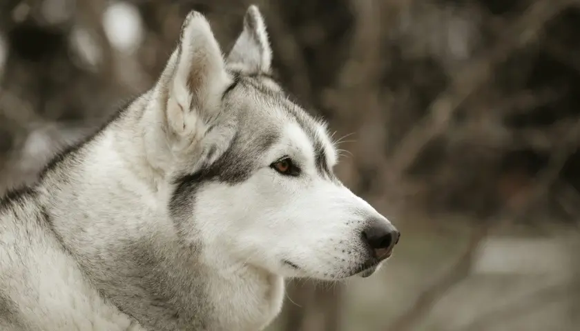 Primo piano di un cane Husky con pelo bianco e grigio. Attenzione: lo xilitolo è tossico per i cani.