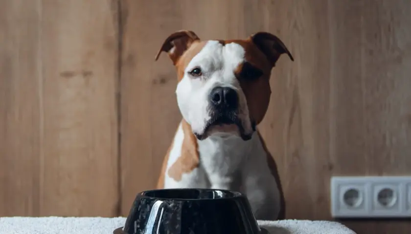 Un cane di razza mista, con macchie bianche e marroni, guarda una ciotola vuota. Nonostante mangi poco, questo cane mangia poco ma sta bene, dimostrando la sua salute.