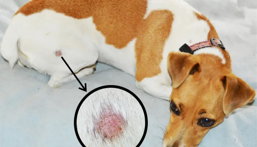 Cane con macchia rossa sulla pelle, ingrandita in un cerchio. Potrebbe essere l'inizio di una tigna cane.