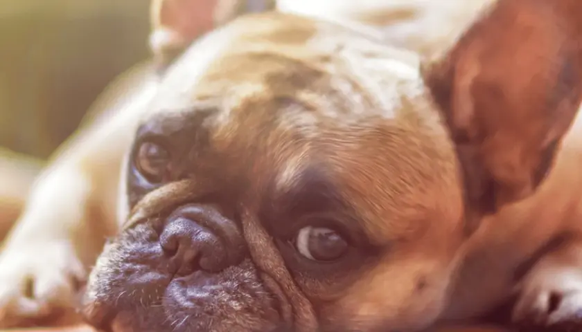 Un cane di razza bulldog francese, con un'espressione un po' malinconica, forse preoccupato per un'escherichia coli.