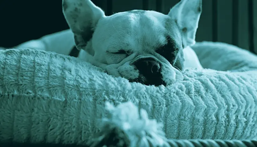 Un cane che russa dorme beatamente su un morbido cuscino. Le sue orecchie sono rilassate e il muso affonda nel pelo soffice.