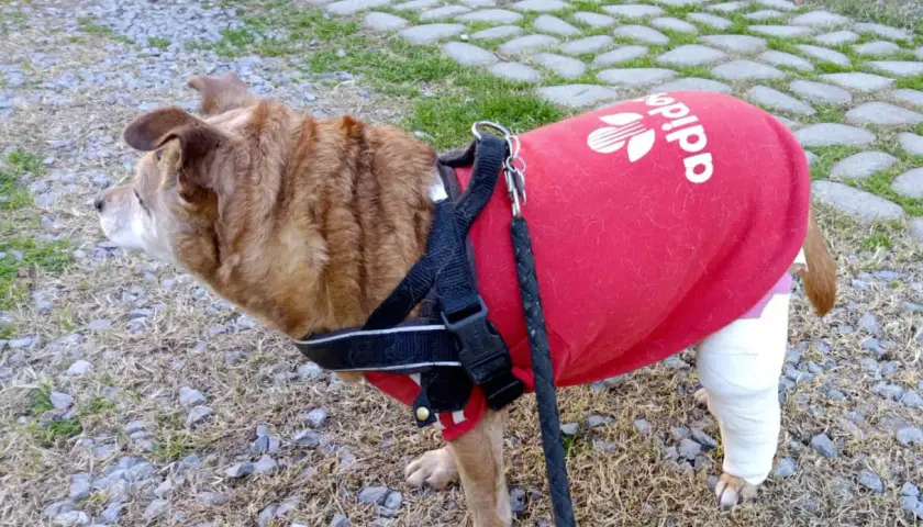 Cane con gamba fasciata, indossa una maglietta rossa Adidas. Recupero post intervento crociato cane.