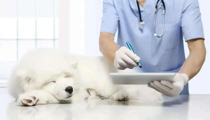 Un veterinario esamina un cane bianco addormentato, registrando dati su un tablet. Si sospetta un blocco renale nel cane.