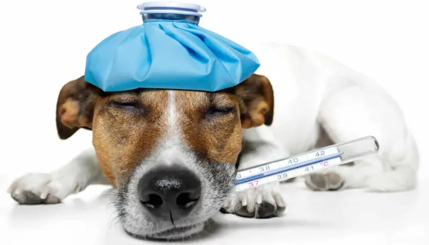 Cane con febbre, impacco freddo in testa e termometro. Cosa dargli per farlo stare meglio?