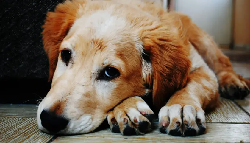 Un cucciolo di Golden Retriever con occhi tristi, sdraiato sul pavimento, sembra che stia male, forse quando il cane vomita.
