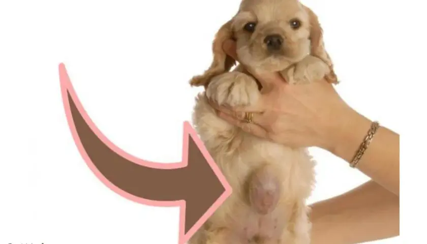 Cucciolo di cane con ernia ombelicale visibile.