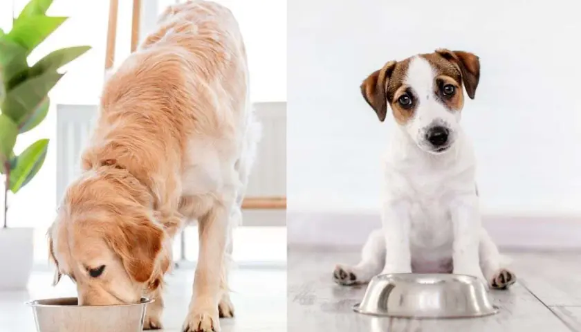 Golden retriever mangia, cucciolo di Jack Russell aspetta vicino alla ciotola. Cibo per cane con struvite.