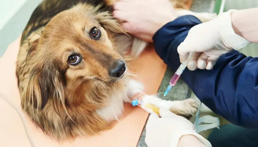 Cane con flebo alla zampa, forse per curare i parassiti.