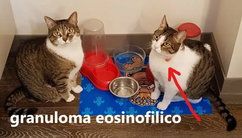 Gatto con segno rosso sul collo, forse indicativo di un granuloma eosinofilo.