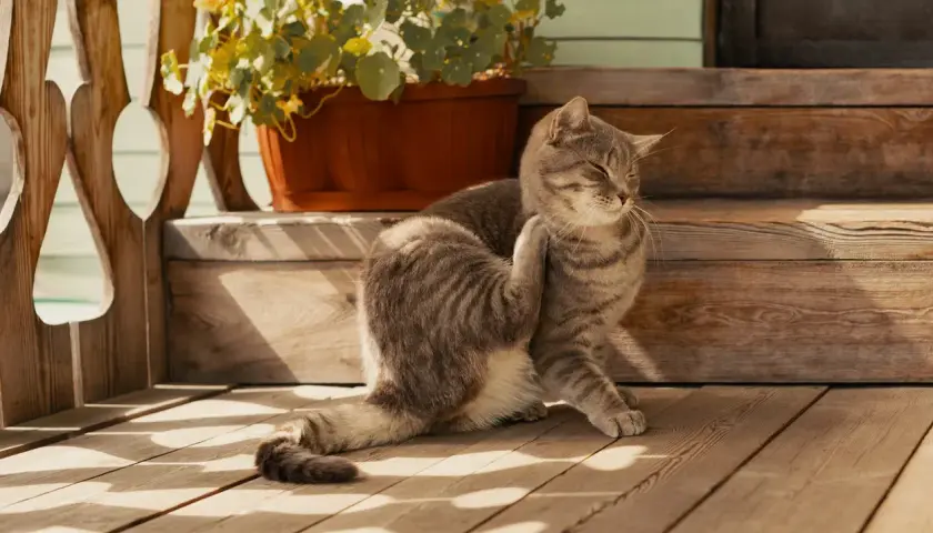 Gatto tigrato si gratta, forse per le uova di pulci come riconoscerle. Si trova su una veranda di legno con un vaso di fiori.