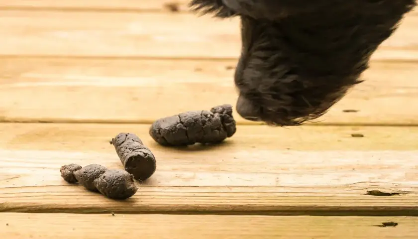 Feci nere di cane, un segno preoccupante che potrebbe indicare insufficienza renale.