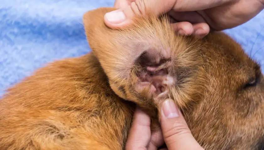 Orecchio di un cucciolo con segni di otite. Si notano arrossamento e secrezioni, possibili sintomi da non sottovalutare.