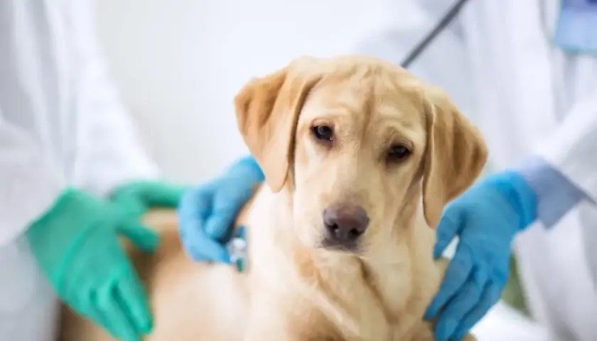 Un cane giovane, forse in fase di cambio denti, viene visitato dal veterinario. Si indaga sulla causa della diarrea.