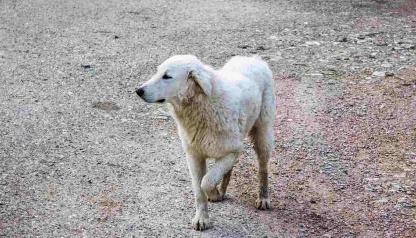 Un cane bianco zoppica con la zampa anteriore sollevata, camminando su un terreno ghiaioso.
