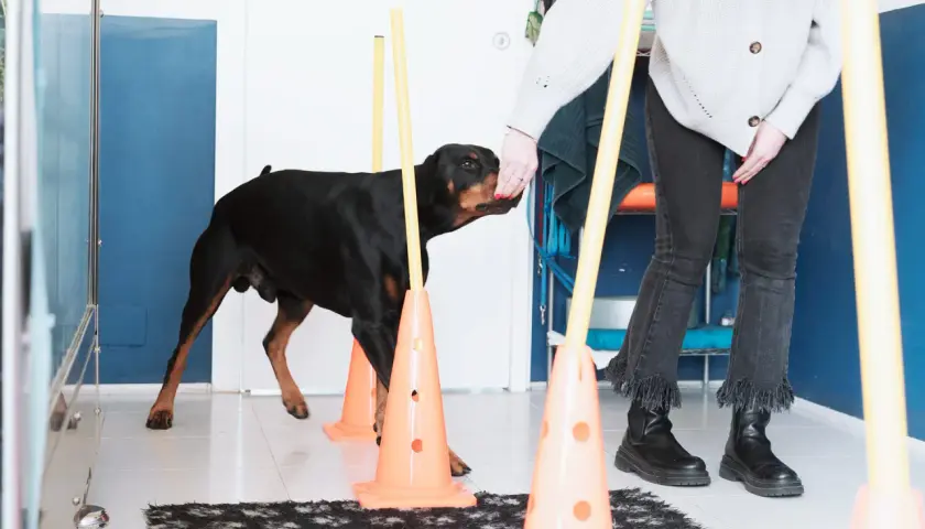 Un Dobermann nero e focato si allena in un percorso di agility, parte di un percorso di fisioterapia per cani.