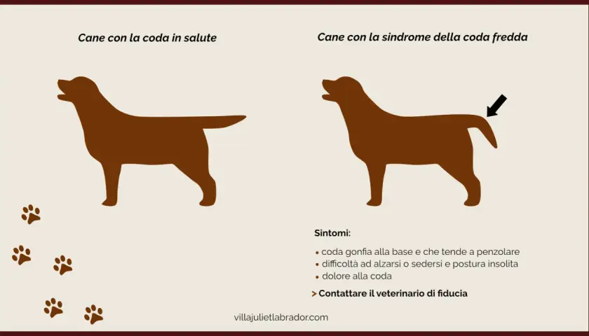 Cane con coda sana e cane con sindrome della coda fredda, con sintomi di infezione coda cane.