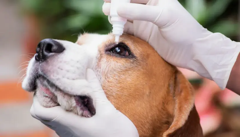 Mani guantate somministrano collirio a un cane beagle, forse per un igroma o un'altra condizione oculare.