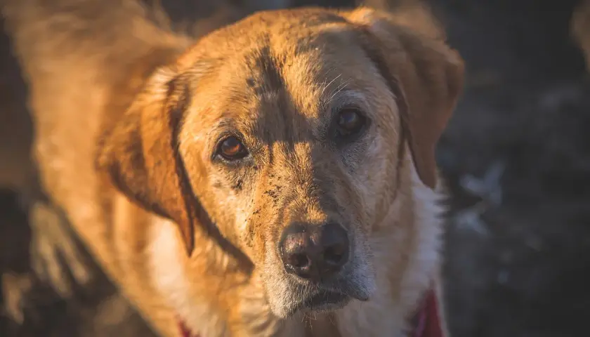 Primo piano di un cane marrone con terra sul muso, forse un po' di stafilococco cane.