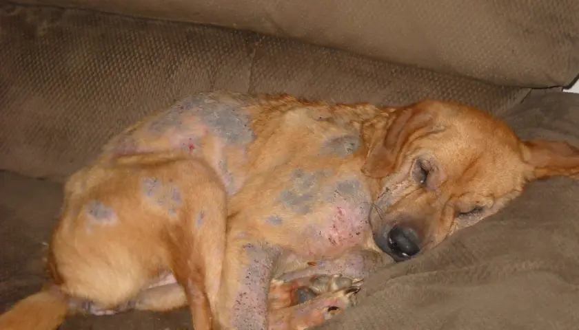 Cane con evidenti lesioni cutanee e perdita di pelo, probabile demodicosi. Riposa su un divano marrone.