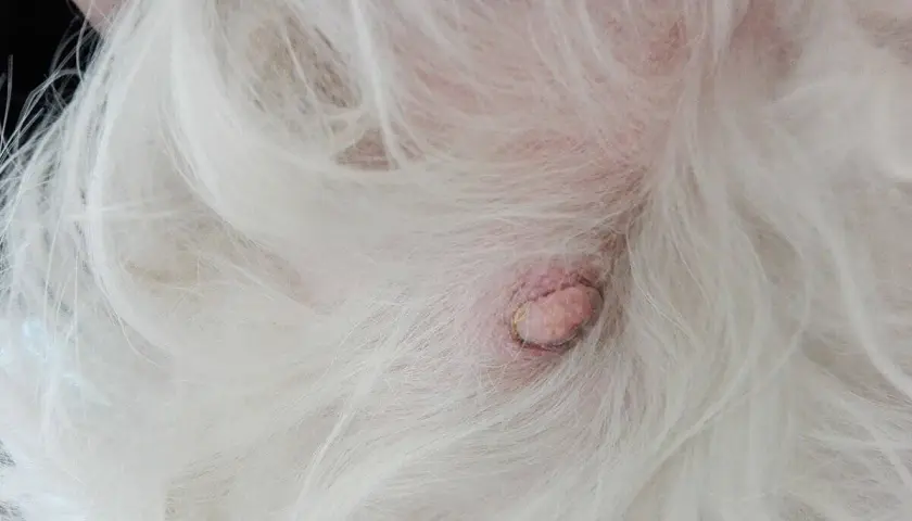 Un nodulo sul ventre di un cane bianco. La pelle è arrossata e il nodulo ha una superficie irregolare.