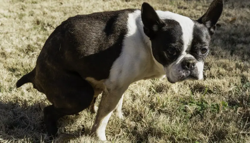 Boston Terrier con difficoltà, forse un cane stitico cosa fare? Osserva il suo sguardo preoccupato sull'erba secca.