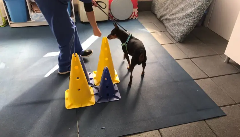 Un cane in riabilitazione per ernia cervicale esegue un percorso con coni colorati, guidato da un terapista.