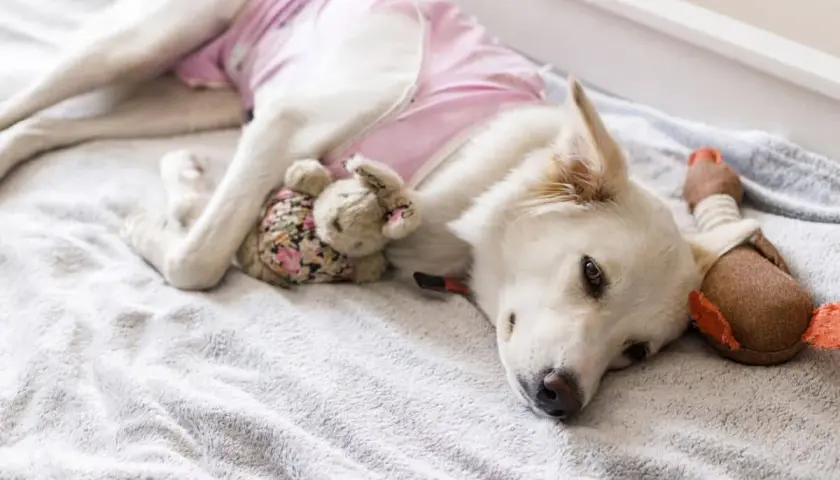 Cane bianco con indosso un camice post-operatorio rosa, riposa con i suoi peluche dopo la mastectomia.