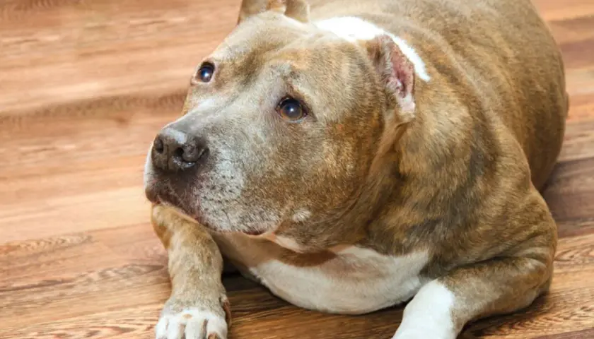 Un cane di razza Pitbull, con un leggero gonfiore alla zampa, giace sul pavimento di legno.