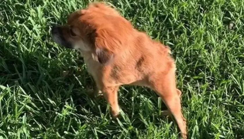 Cane con pelo fulvo in erba verde, con una postura che suggerisce una **postura antalgica cane**.