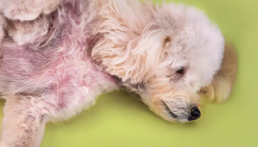 Pelo arrossato e irritato sul ventre di un cane, possibile sintomo di dermatite legata all'alimentazione.