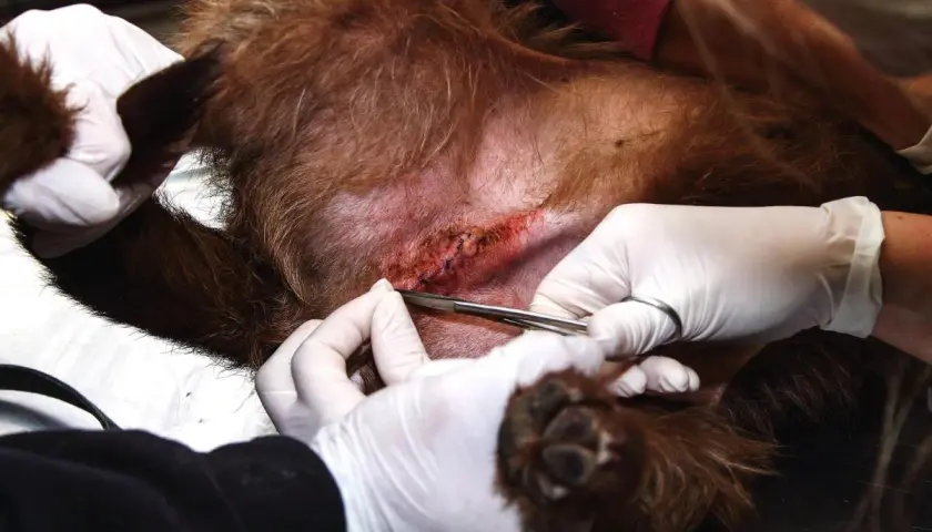 Veterinario lavora su ferita di un cane. I punti riassorbibili cane quanto ci mettono per guarire dipendono da molti fattori.