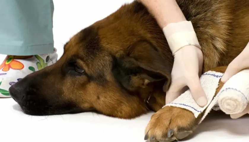 Un cane di razza pastore tedesco viene medicato per piaghe da decubito. Le zampe sono fasciate con cura.