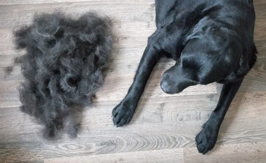 Muta del cane - Quando è normale e quando preoccuparsi?