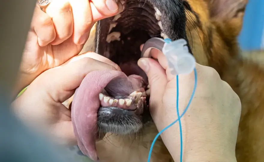 Costo collasso tracheale cane - Quanto costa davvero l'intervento?