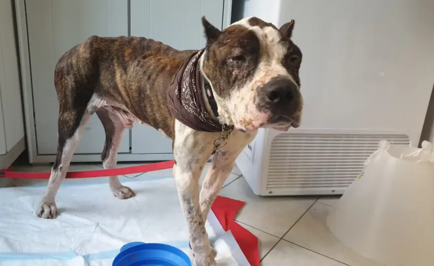 Zoppia nel cane e leishmaniosi - Cosa fare e come curare