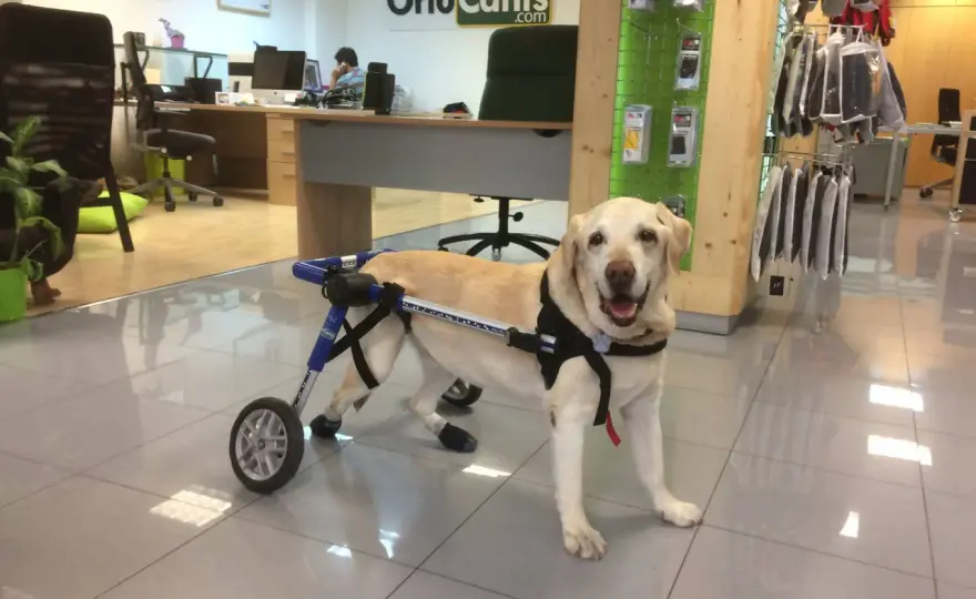 Cane paralizzato - Cosa fare subito e come agire in fretta
