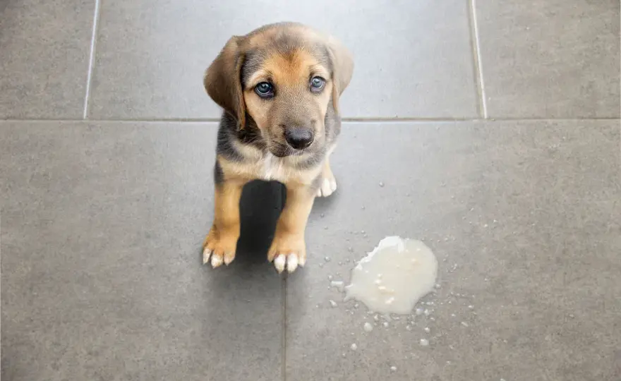 Cane vomita acqua - Cause, rimedi e quando preoccuparsi