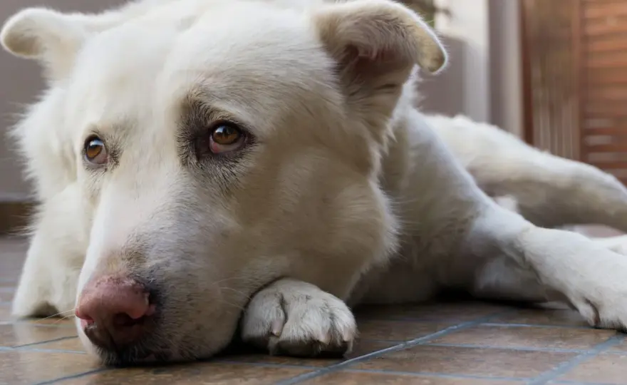 Cane si lamenta quando si sdraia - Cause e rimedi efficaci