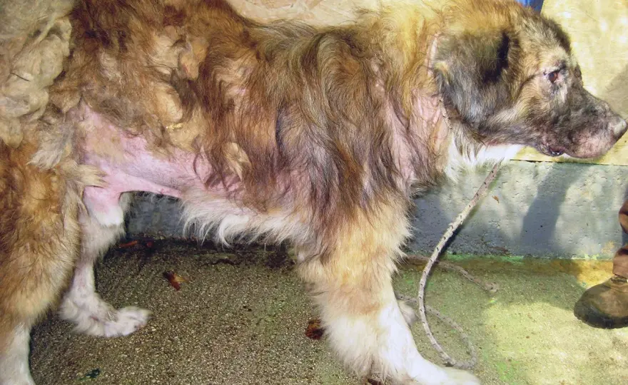 Leishmaniosi nel cane - Sintomi, diagnosi e prevenzione