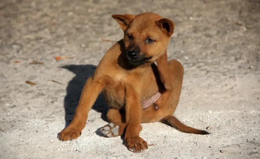 Puntini neri sul cane - Pulci, pidocchi o acari? Riconoscili subito!
