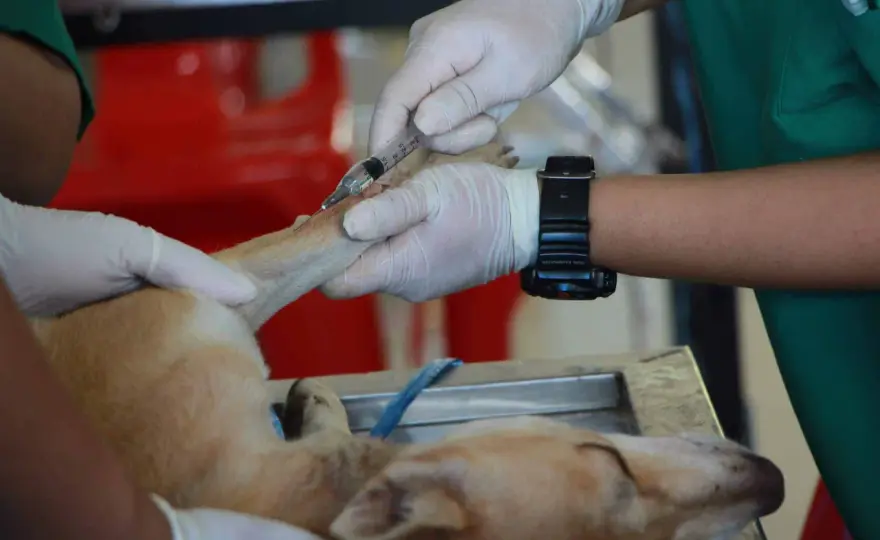 Chemioterapia cane - Guida completa: cosa sapere e fare
