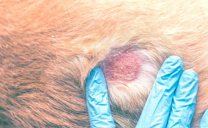 Croste sul cane - Cause, quando preoccuparsi e cosa fare
