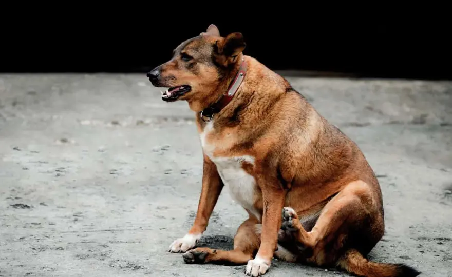 Cane con aria nella pancia - Rimedi e quando preoccuparsi