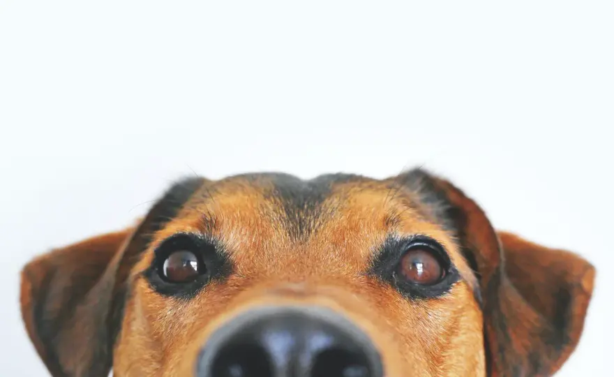 Paresi facciale cane - Cause, sintomi e cosa fare subito